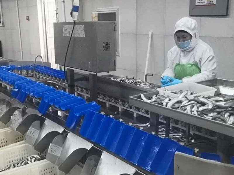 料盒分選機(jī)（白條雞鴨、雞瓜、雞脖、翅中、海參、海蠣子、牡蠣、小龍蝦）